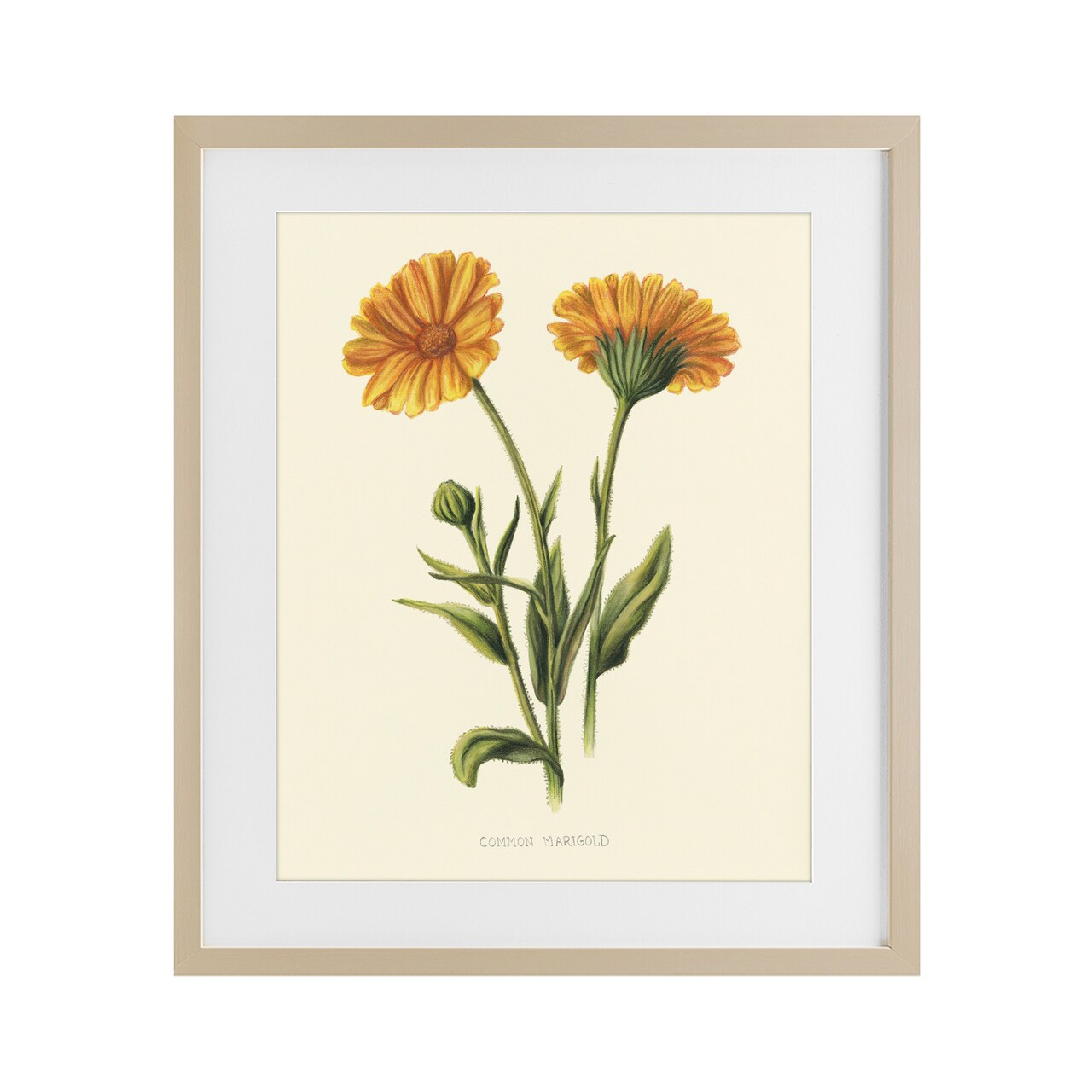 Stupell Industries Twin Marigold Blooms Framed Print Under Glass, design by Connie Resch